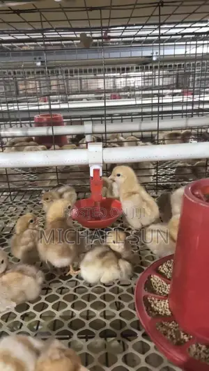 Automatic Poultry Farming Equipments Battery Cages