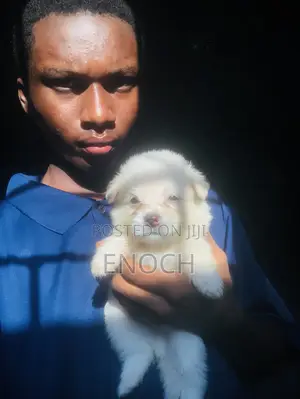 1-3 months Female Purebred American Eskimo