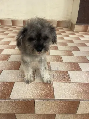 3-6 months Female Purebred Lhasa Apso