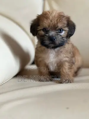 0-1 month Male Purebred Lhasa Apso