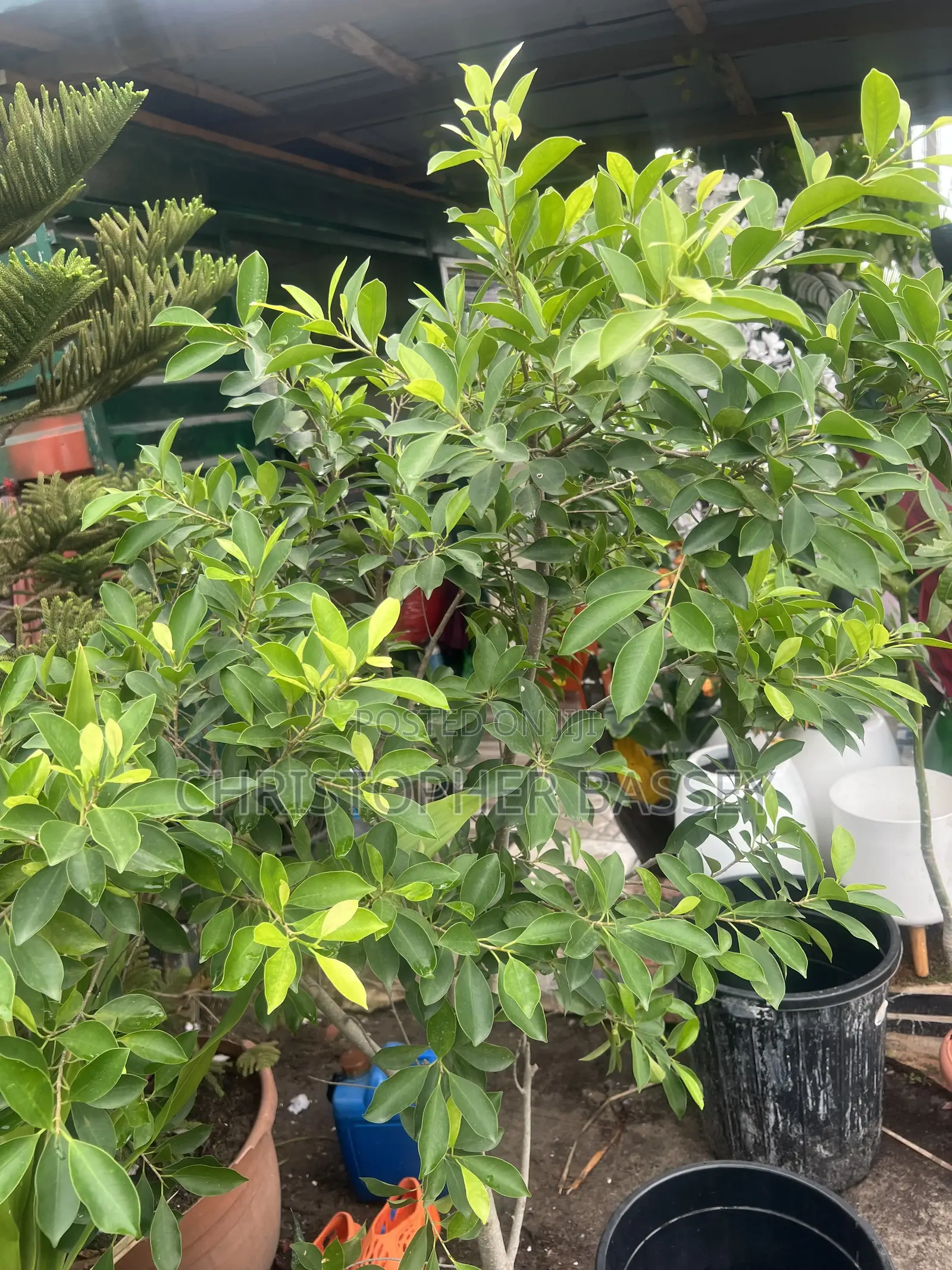 Ficus Panda Plant