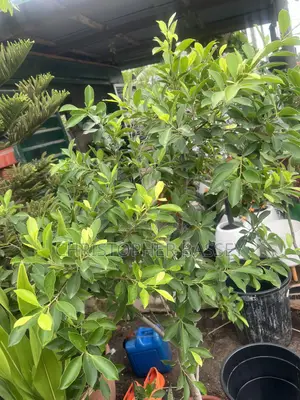 Ficus Panda Plant