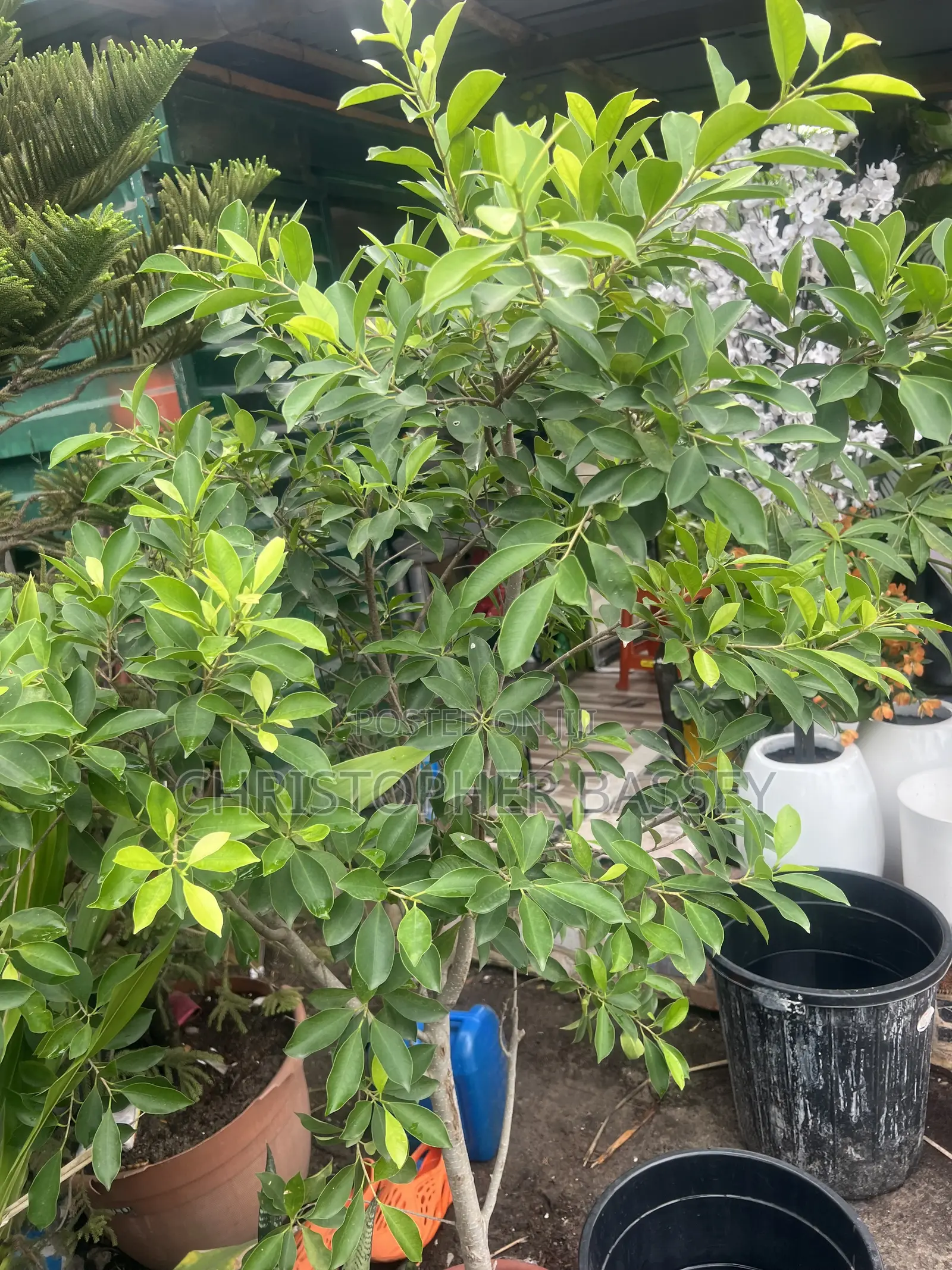 Ficus Panda Plant