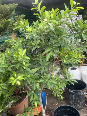 Ficus Panda Plant