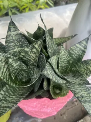 This Is a Sansevieria Trifasciata 'Golden Hahnii', a Compact Dwarf