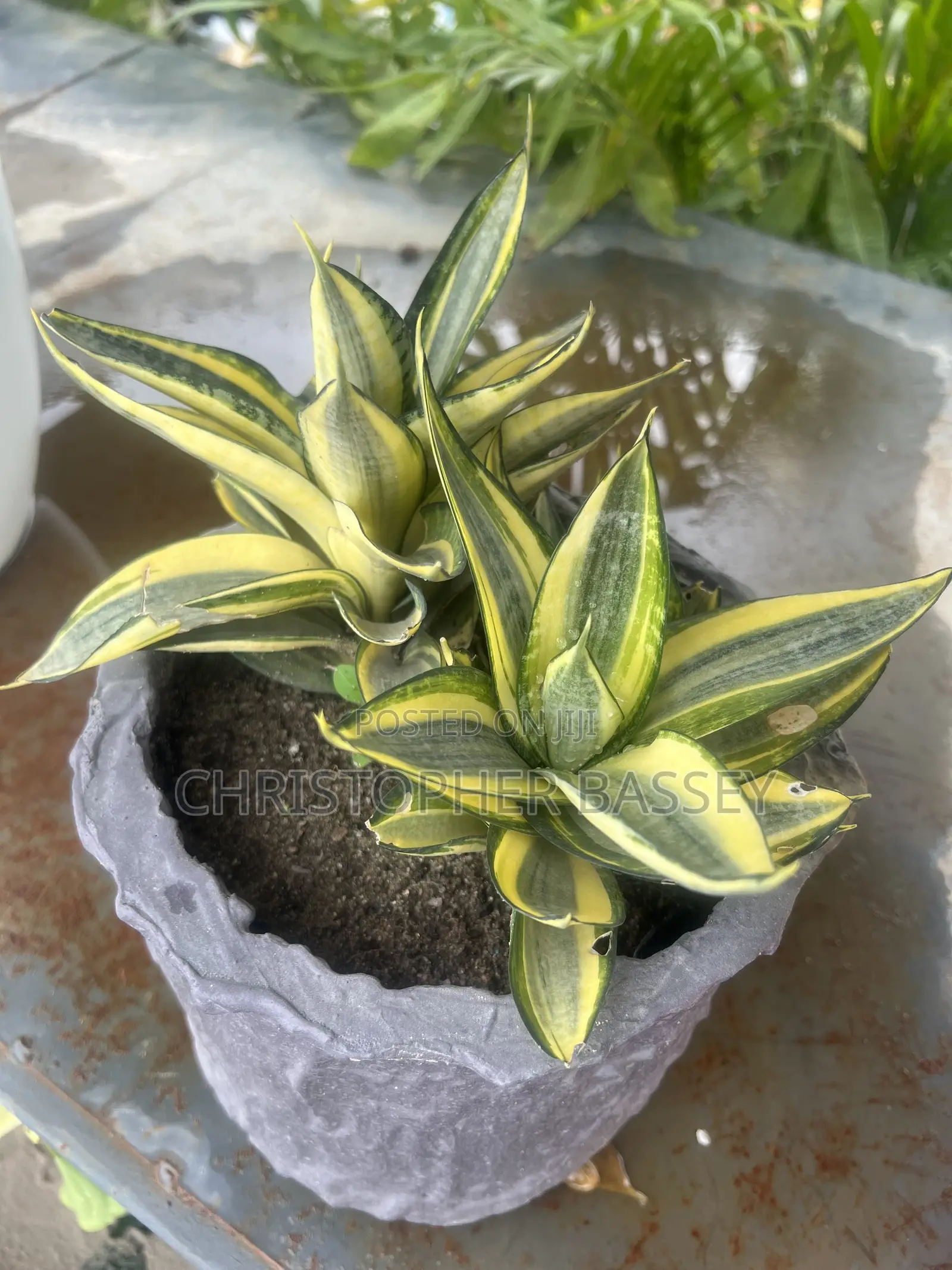 This Is a Sansevieria Trifasciata 'Golden Hahnii', a Compact Dwarf