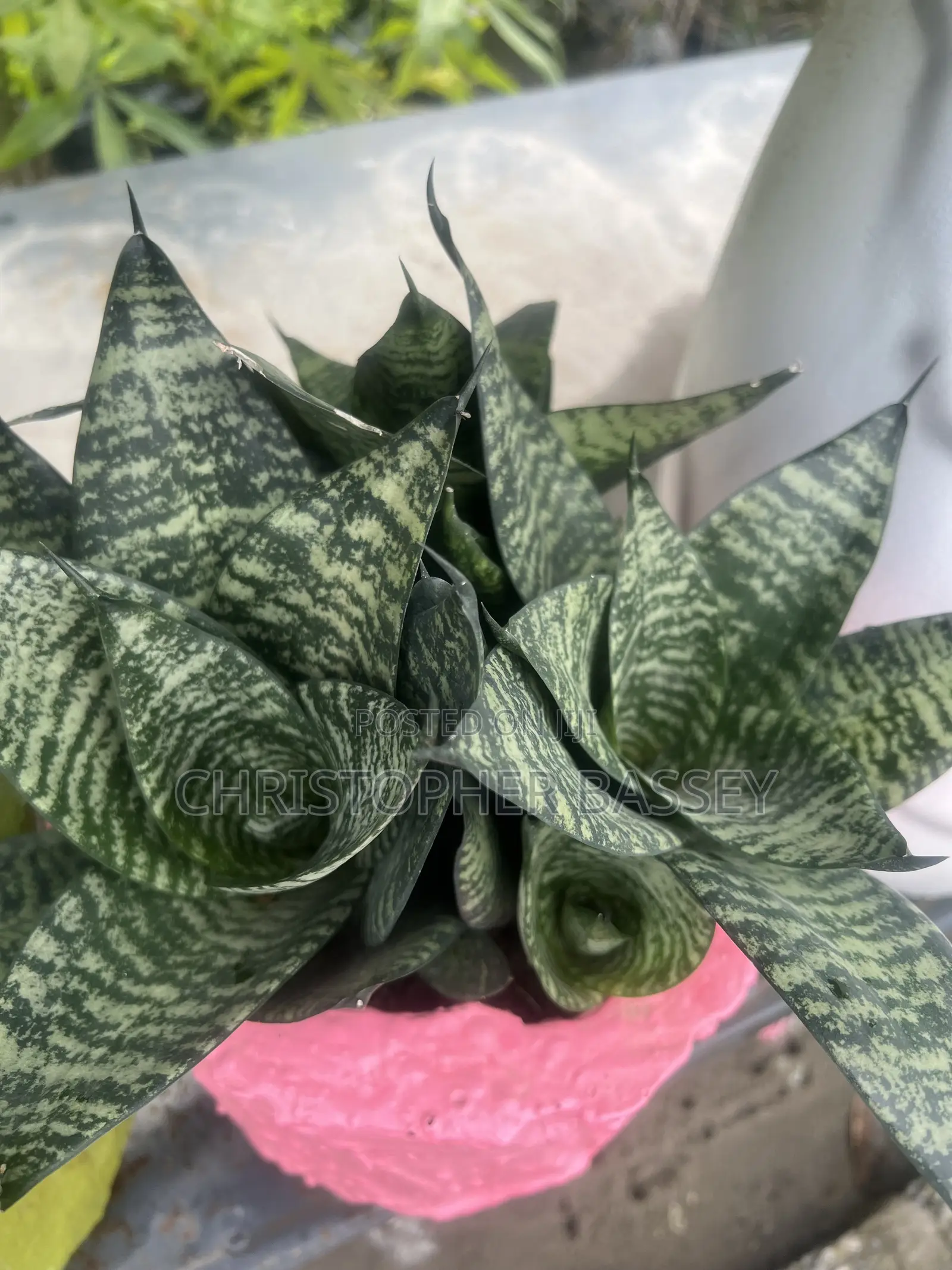 This Is a Sansevieria Trifasciata 'Golden Hahnii', a Compact Dwarf