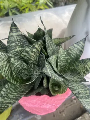 This Is a Sansevieria Trifasciata 'Golden Hahnii', a Compact Dwarf