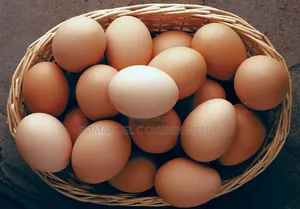 Fresh Organic Fertile Layer Eggs