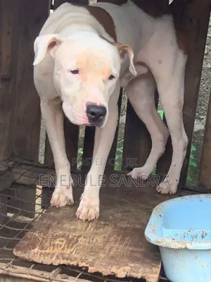 1+ year Male Mixed Breed American Pit Bull Terrier