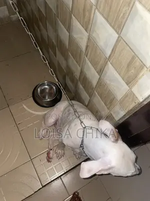 6-12 months Male Purebred American Pit Bull Terrier