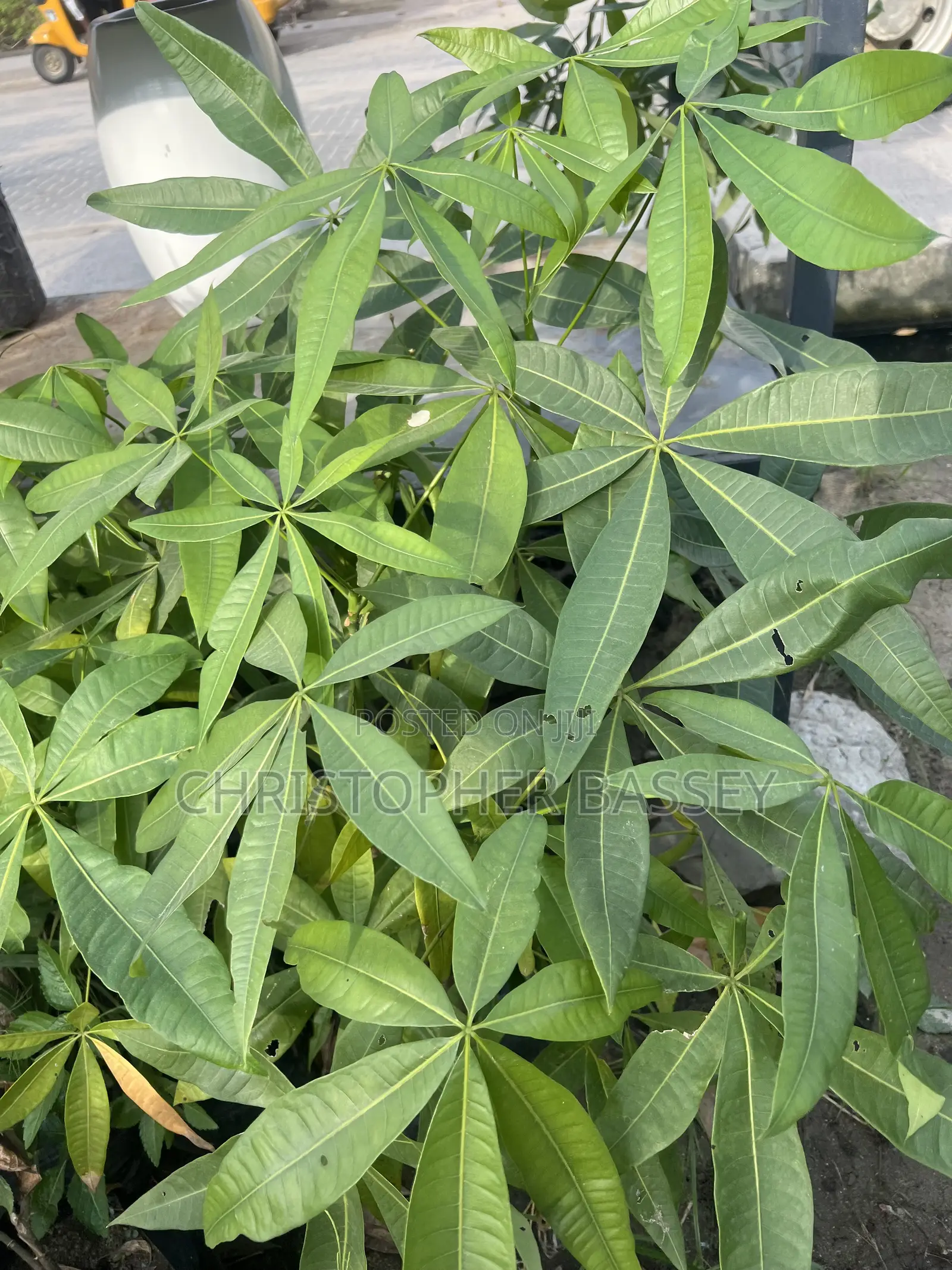 Money Tree Plants
