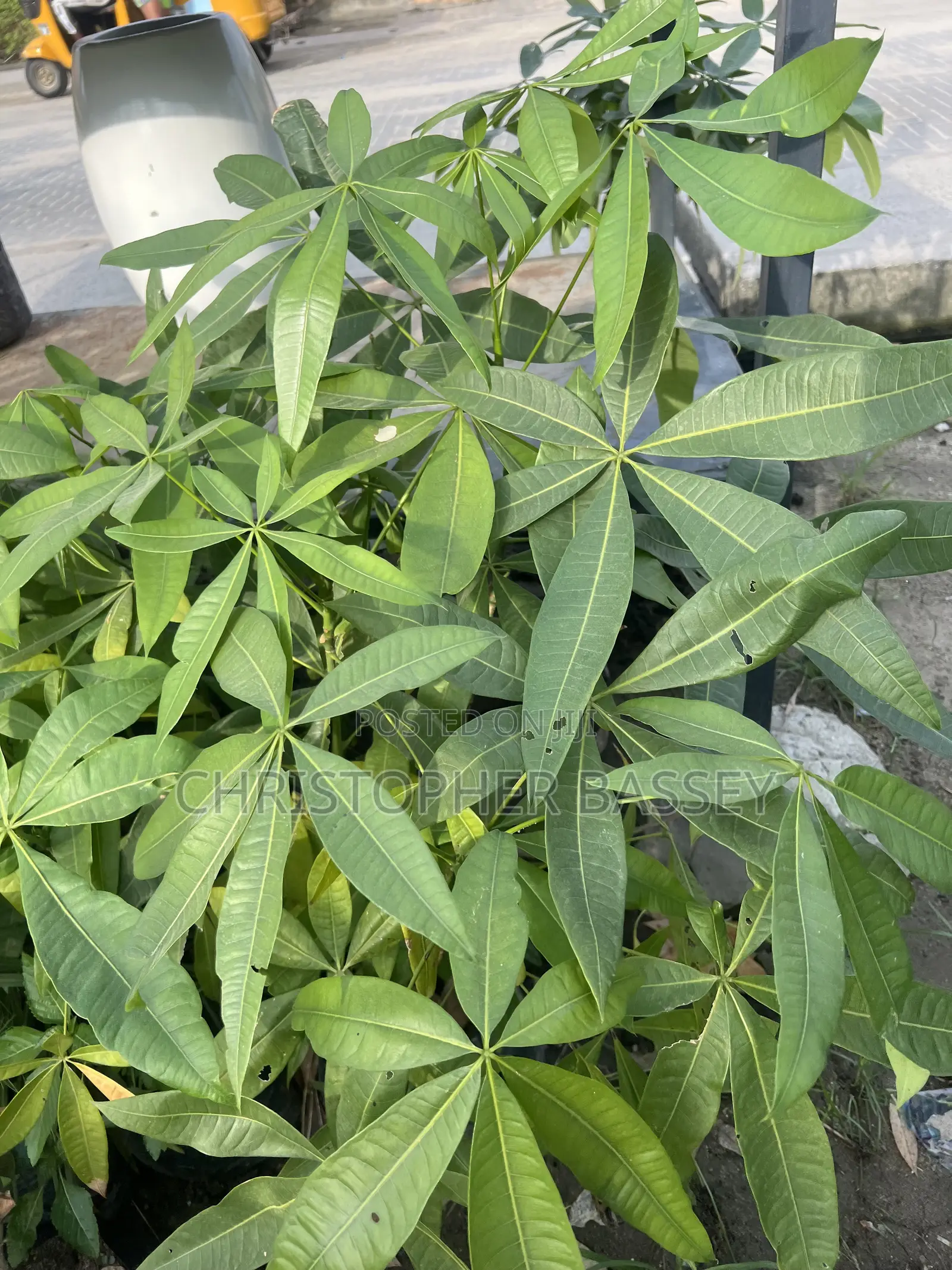 Money Tree Plants