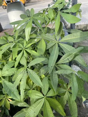 Money Tree Plants