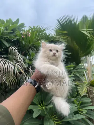 1-3 months Female Purebred Persian