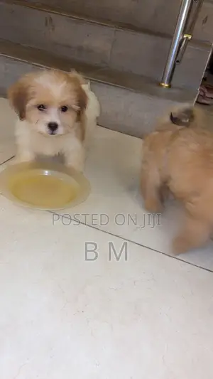 1-3 months Male Purebred Lhasa Apso