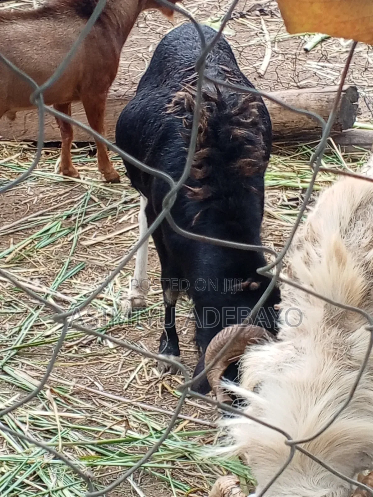Adebayo Ram