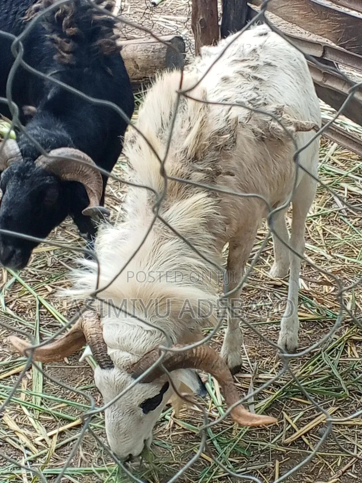 Adebayo Ram