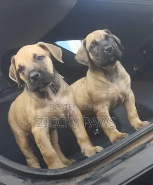 1-3 months Female Purebred Boerboel