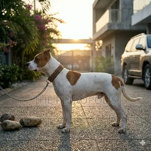 1+ year Male Purebred American Pit Bull Terrier
