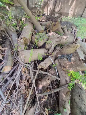 Firewood for Sale