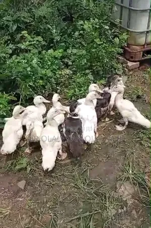 Ducks and Ducklings for Sales