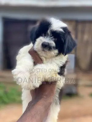 1-3 months Male Purebred Lhasa Apso