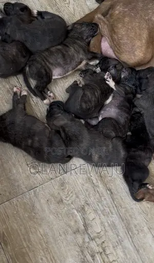 0-1 month Female Mixed Breed American Pit Bull Terrier