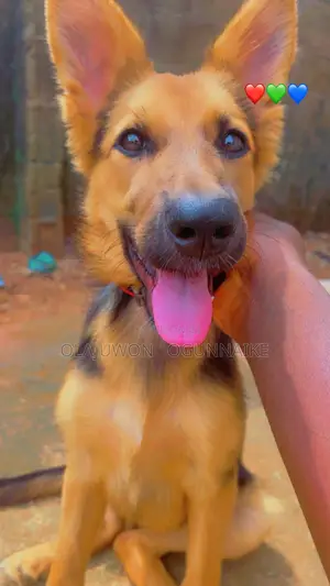 1+ year Female Purebred German Shepherd