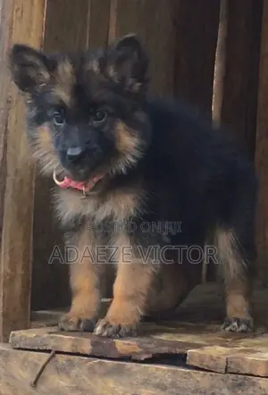 1-3 months Male Purebred German Shepherd