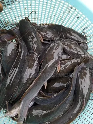 Catfish Post Fingerlings and Juveniles for Sale