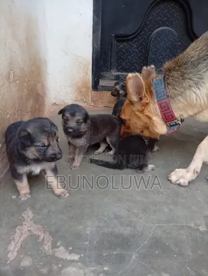 1-3 months Male Purebred German Shepherd