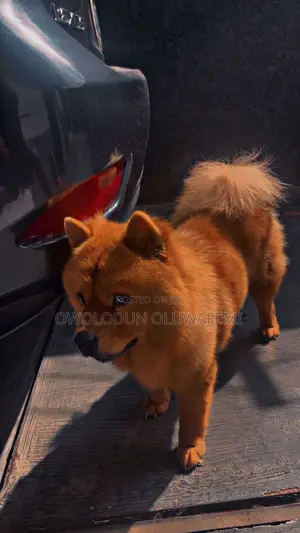 1+ year Female Purebred Chow Chow