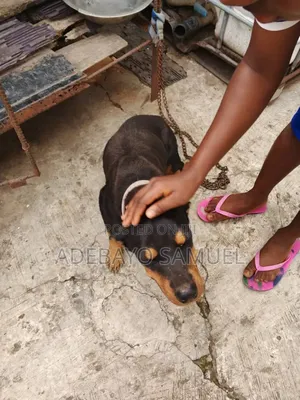 6-12 months Female Purebred Rottweiler