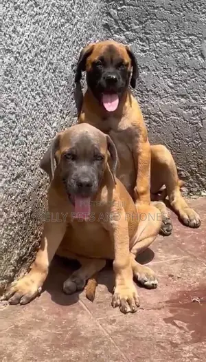 1-3 months Female Purebred Boerboel