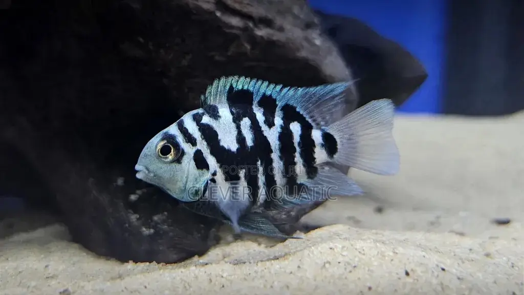 Polar Blue Tiger Parrot
