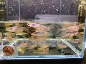 Long Fin Zebra Danios