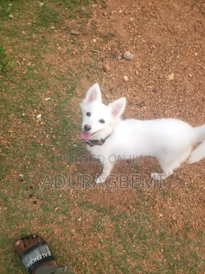 3-6 months Female Purebred American Eskimo
