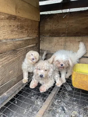 1+ year Female Purebred Lhasa Apso