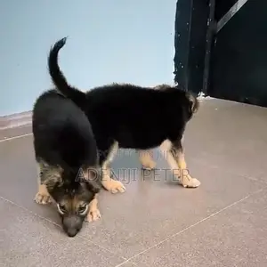 1-3 months Male Purebred German Shepherd