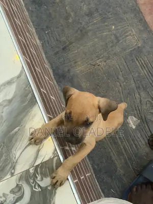 0-1 month Male Purebred Boerboel