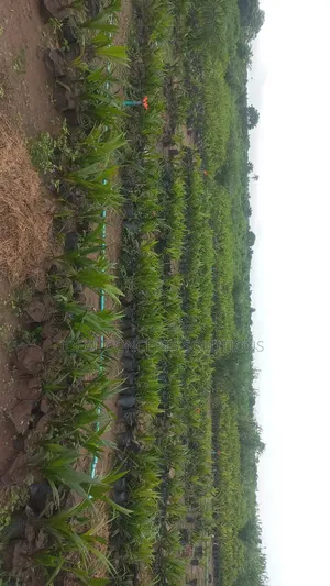 Palm Tree Farm