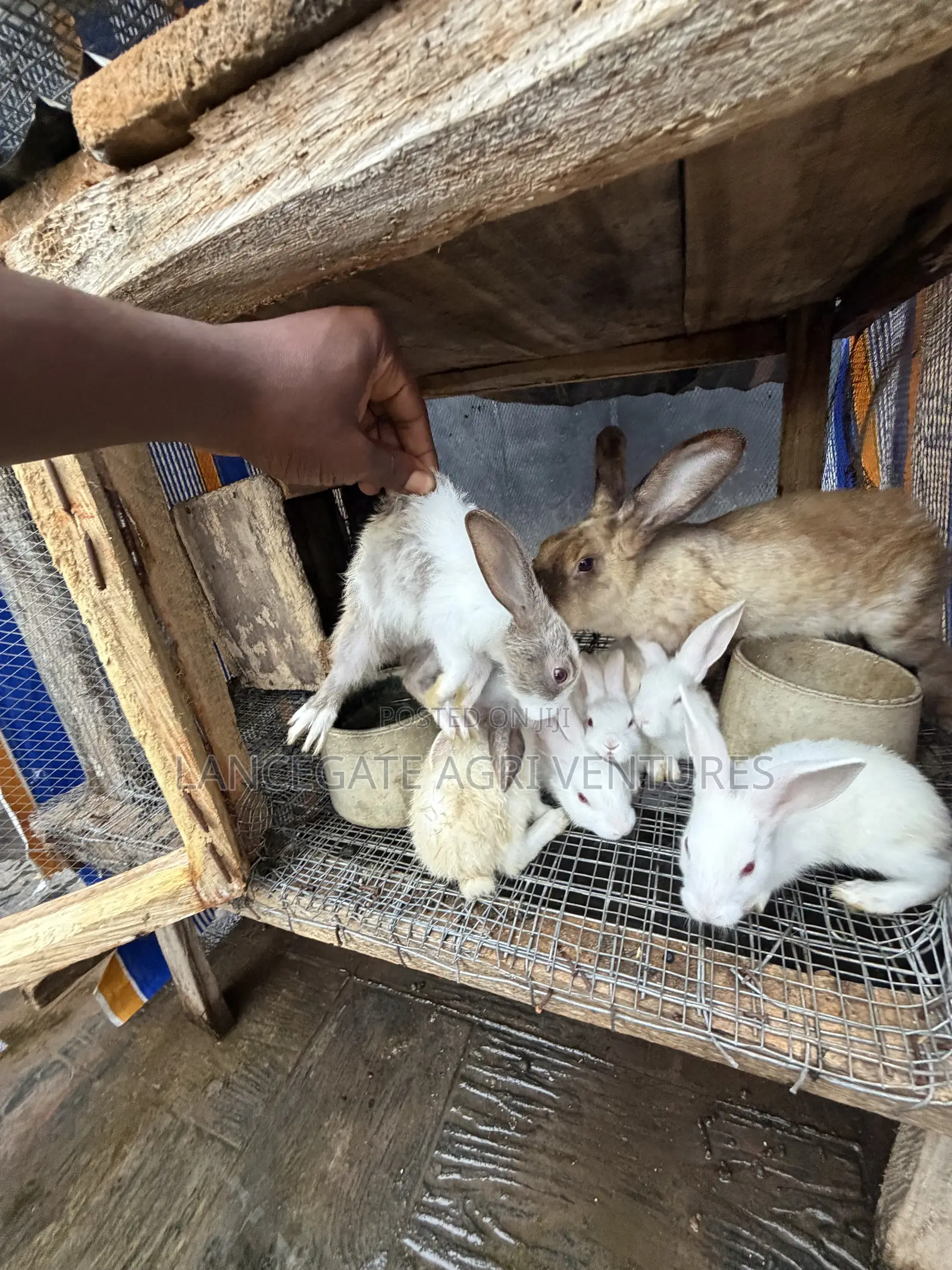 3 to 4 Months Old Rabbits