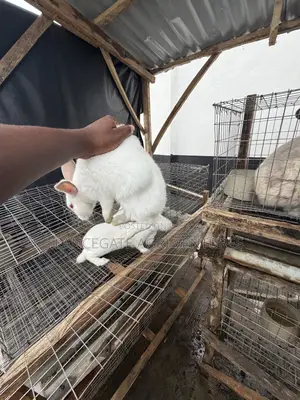 3 to 4 Months Old Rabbits