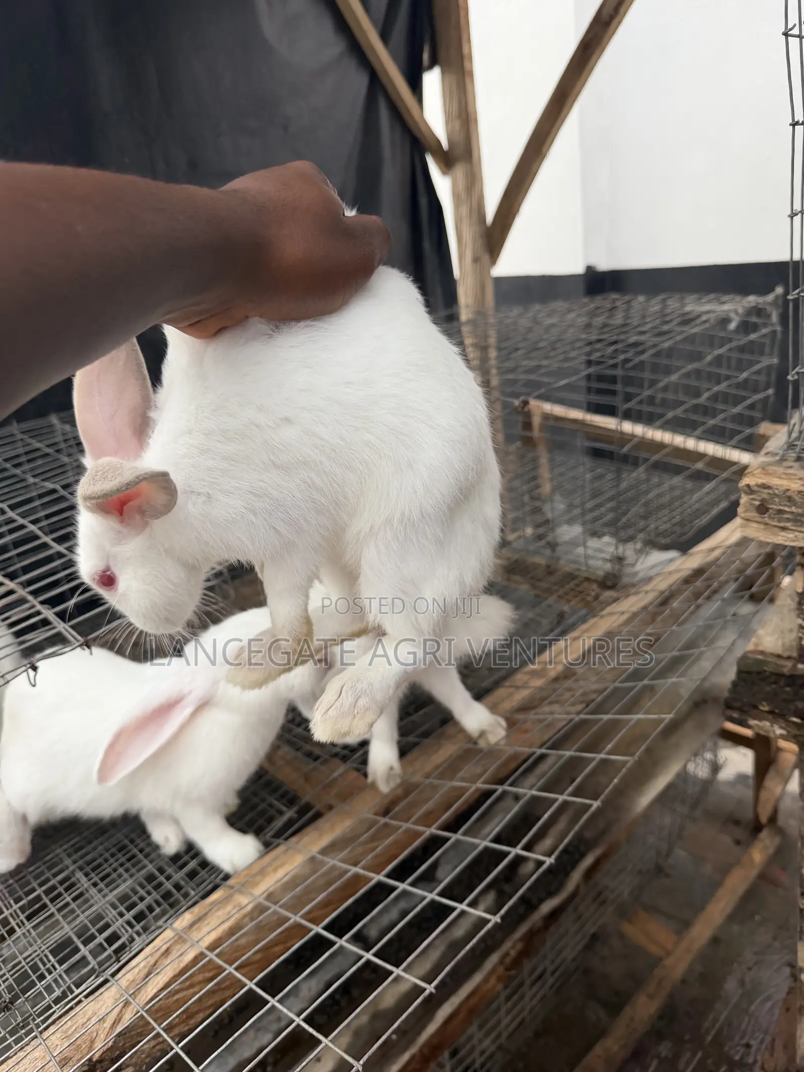 3 to 4 Months Old Rabbits