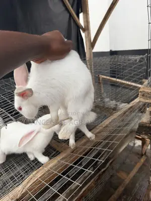 3 to 4 Months Old Rabbits