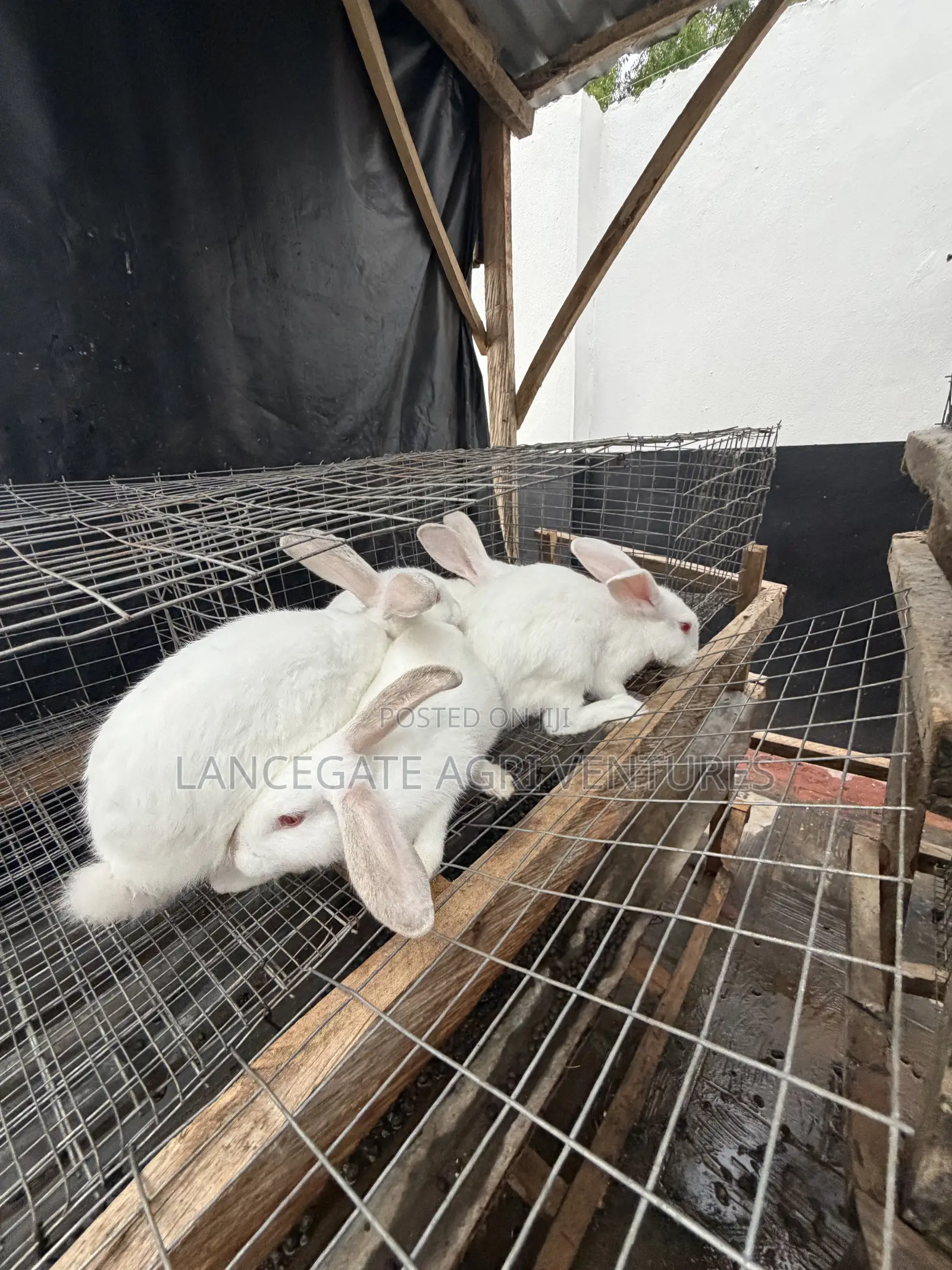 3 to 4 Months Old Rabbits