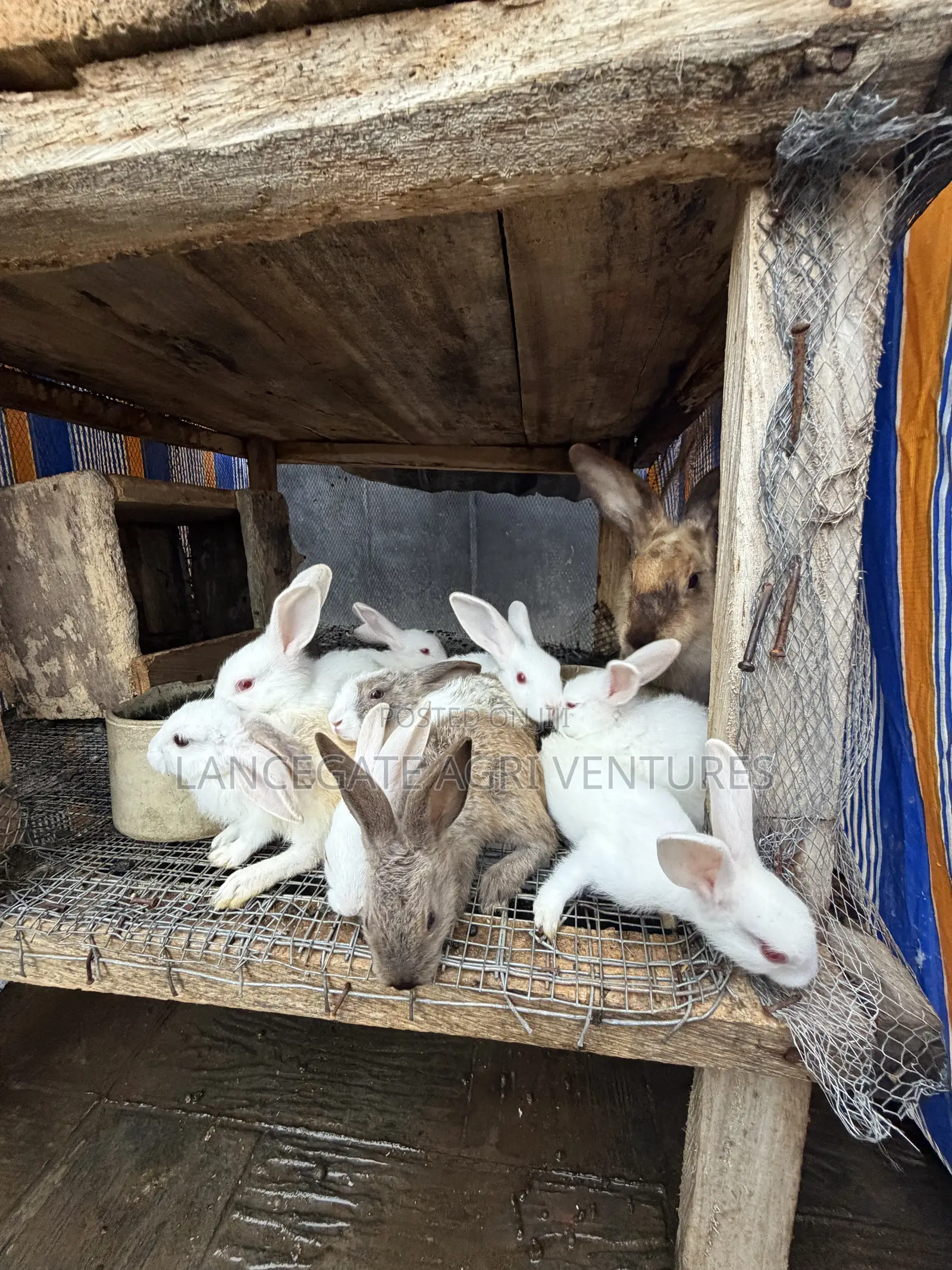 3 to 4 Months Old Rabbits