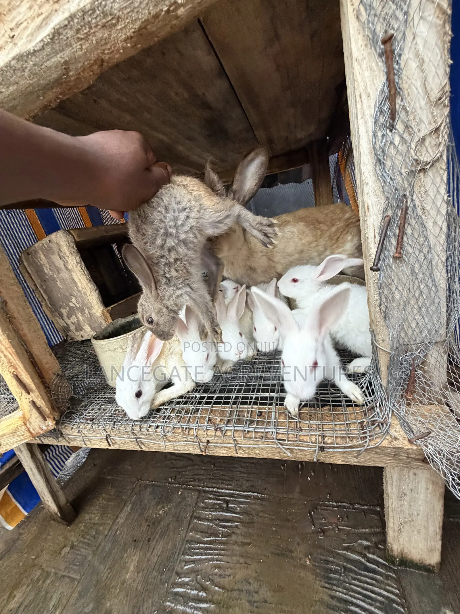 3 to 4 Months Old Rabbits