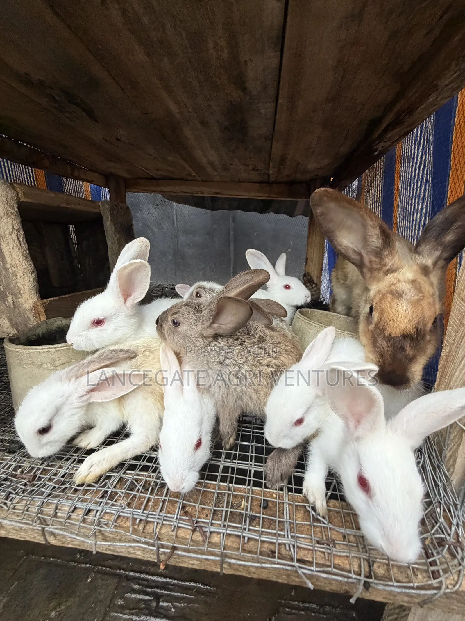 3 to 4 Months Old Rabbits